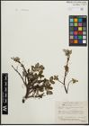 Foto von Salix arctophila Cockerell ex A. Heller